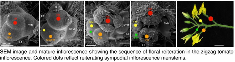 Lippman-etal-SuppFig1-SEM